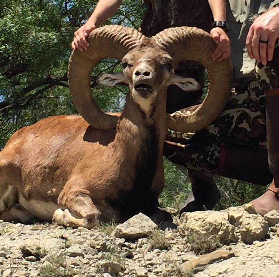 Trophy Ram Hunts Texas