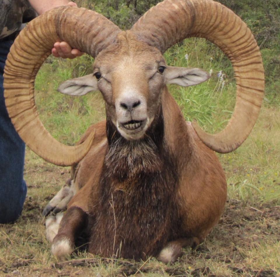 Trophy Ram Hunts Texas