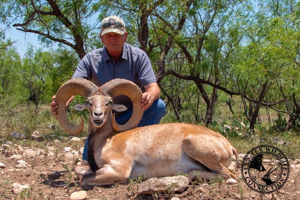 Trophy Ram Hunts Texas