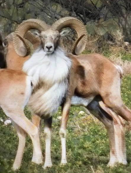 Trophy Ram Hunts Texas