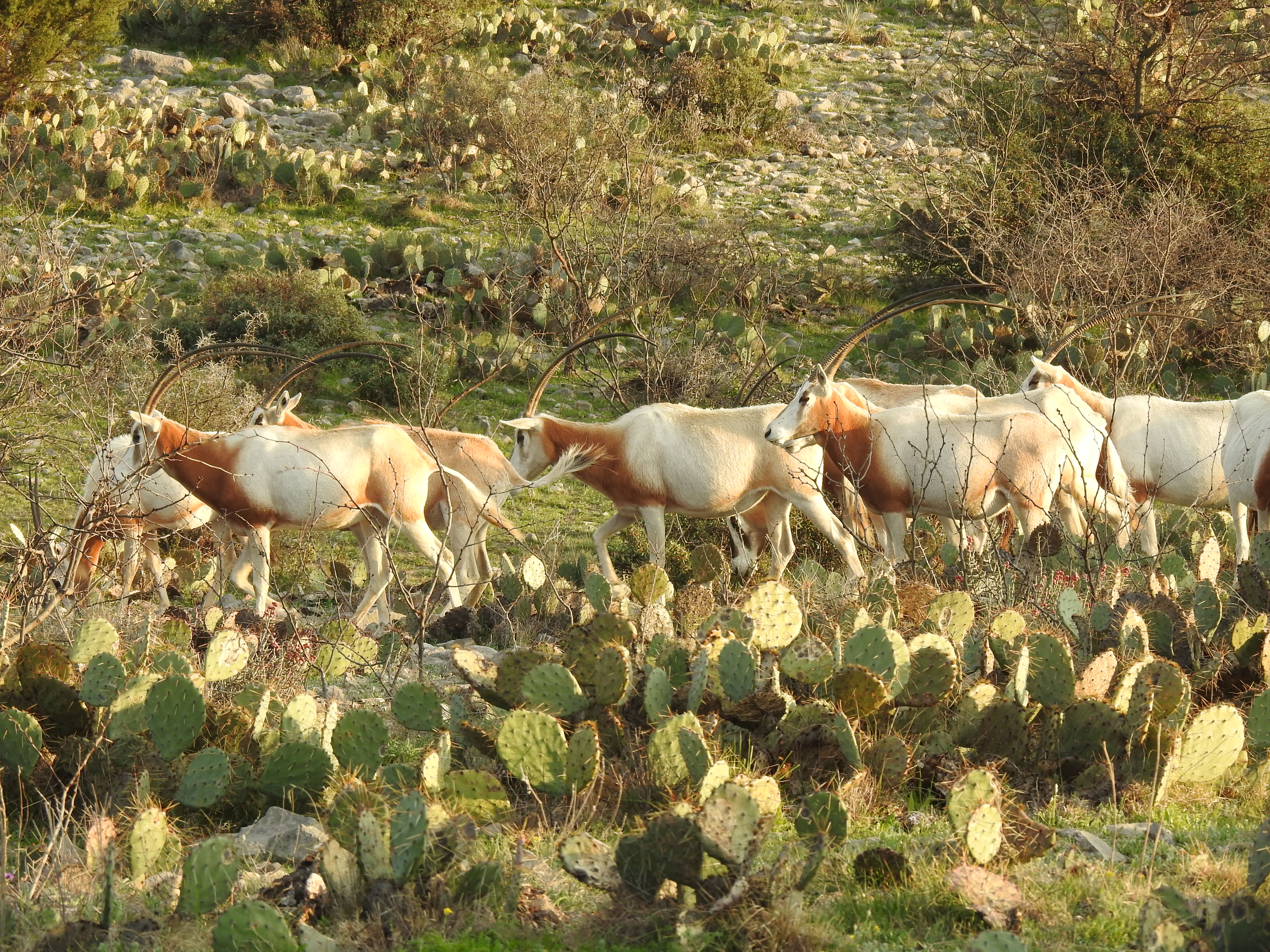 Oryx Hunts Texas