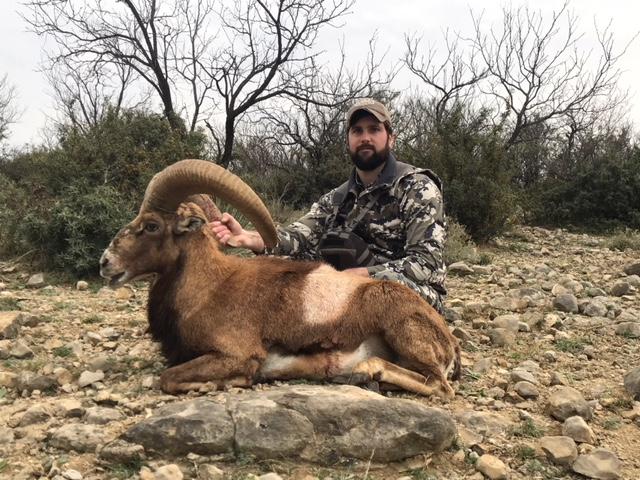 Trophy Ram Hunts Texas