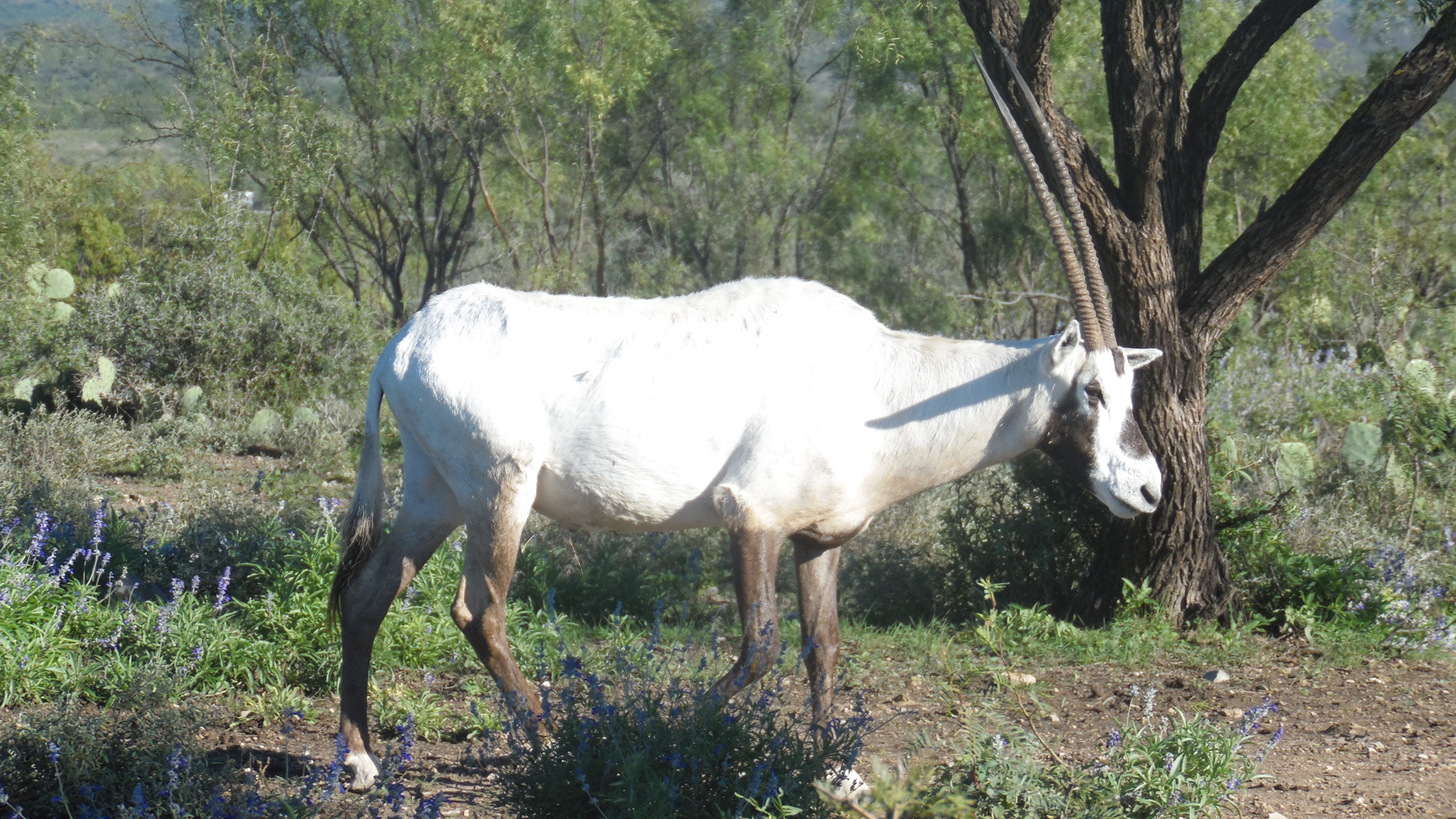 Oryx Hunts Texas