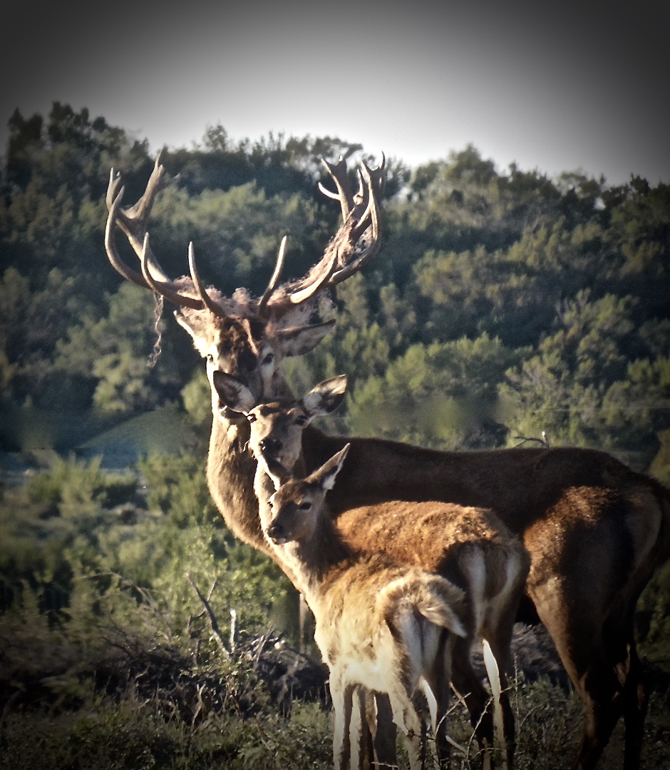 Red Stag Hunts Texas