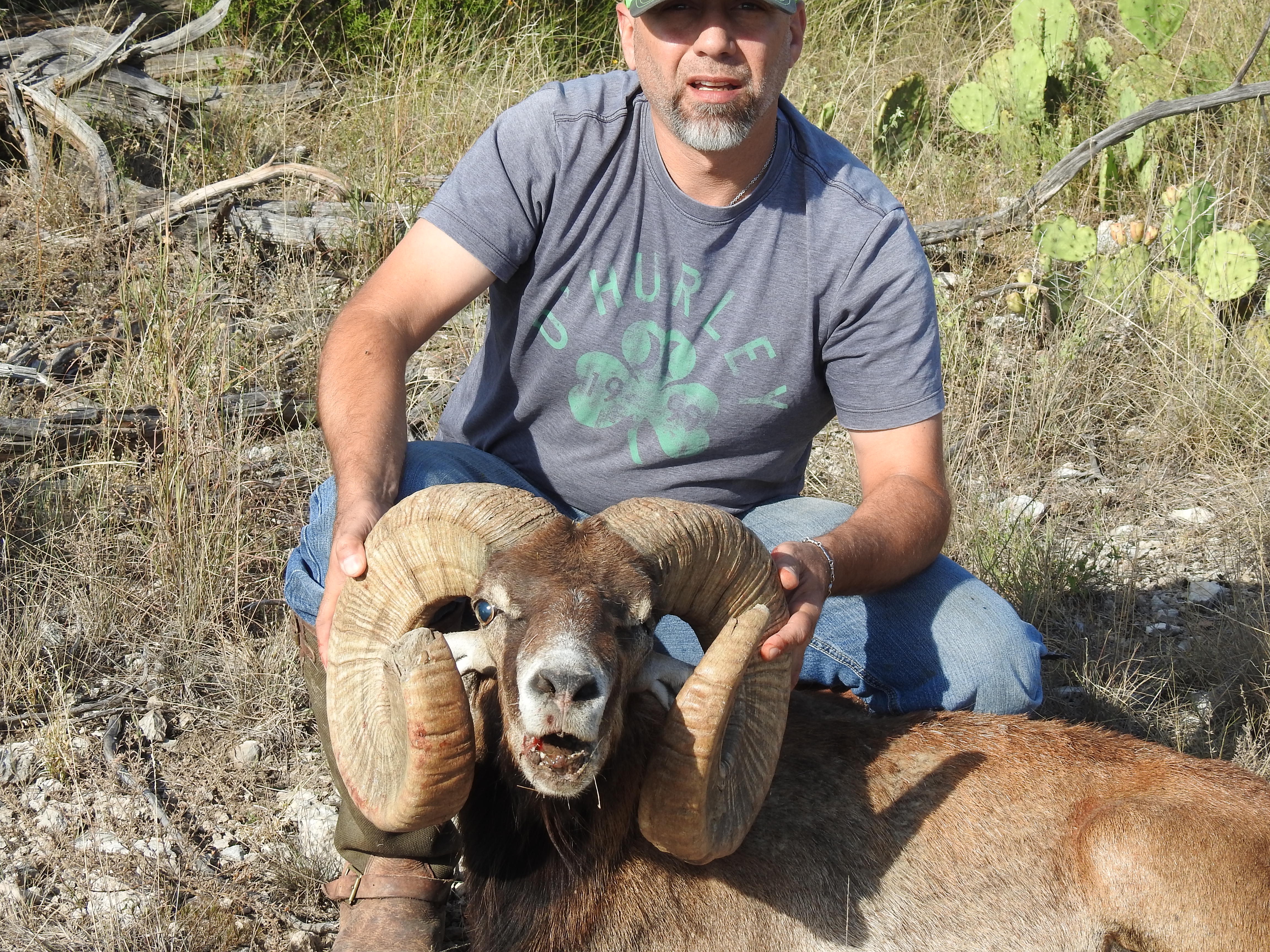 Trophy Ram Hunts Texas