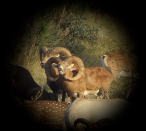 Trophy Ram Hunts Texas