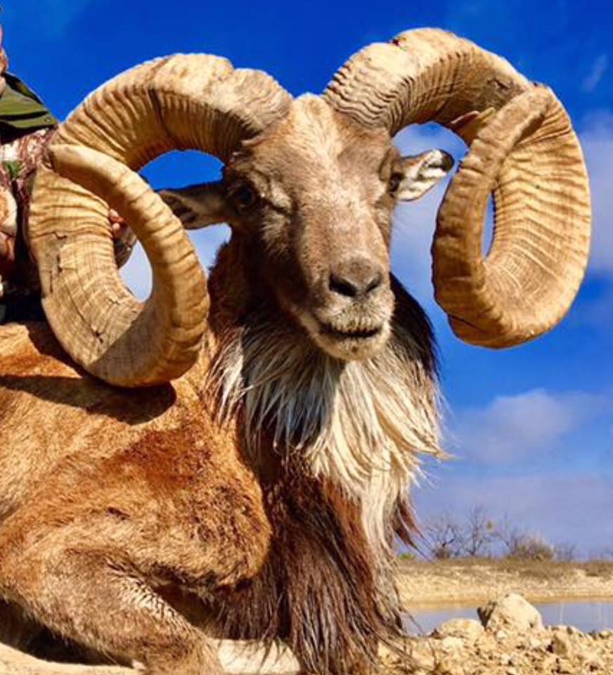 Trophy Ram Hunts Texas