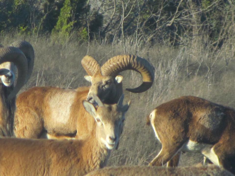 Trophy Ram Hunts Texas