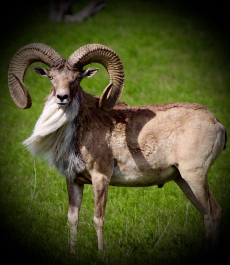 Trophy Ram Hunts Texas