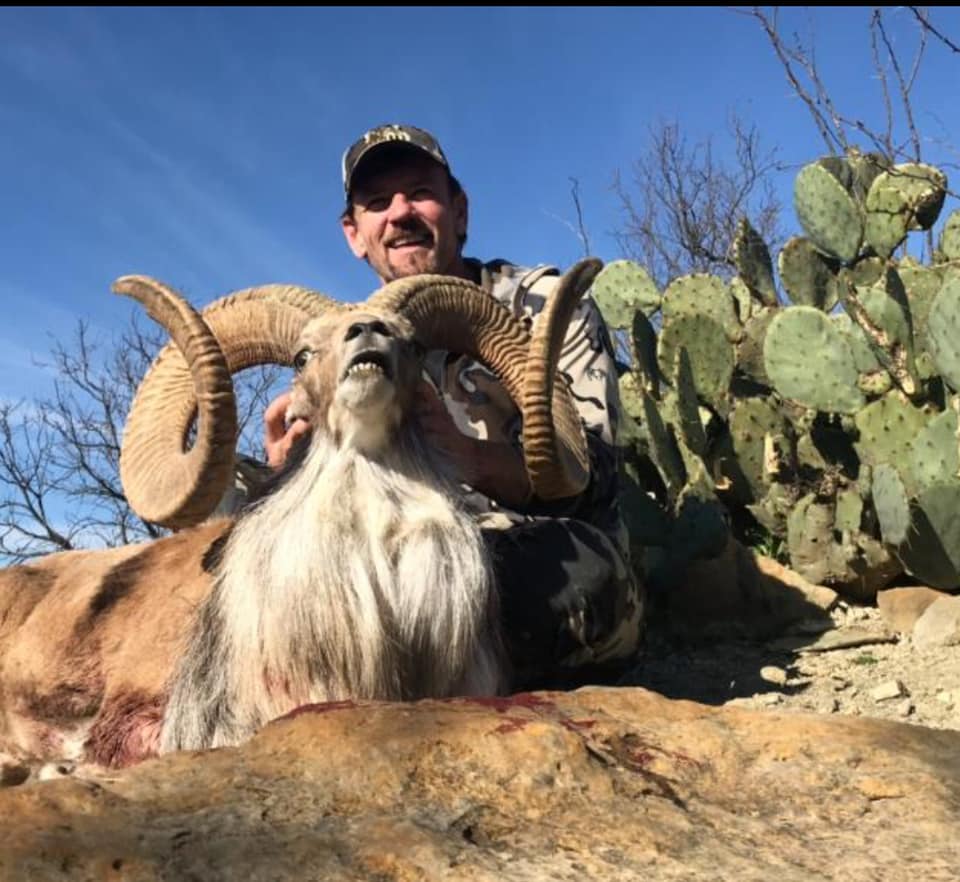 Trophy Ram Hunts Texas