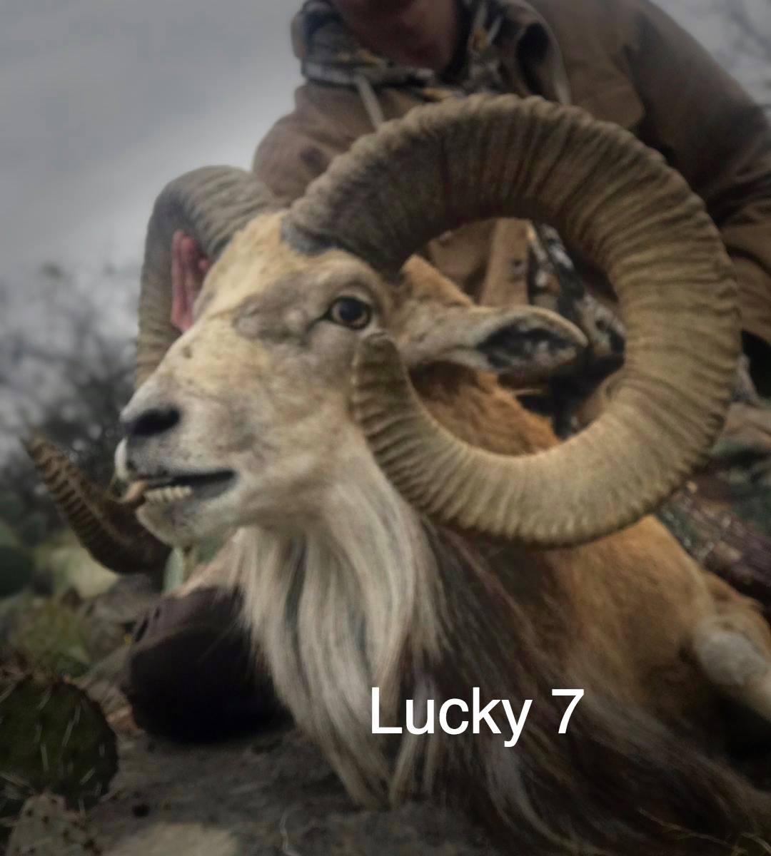 Trophy Ram Hunts Texas