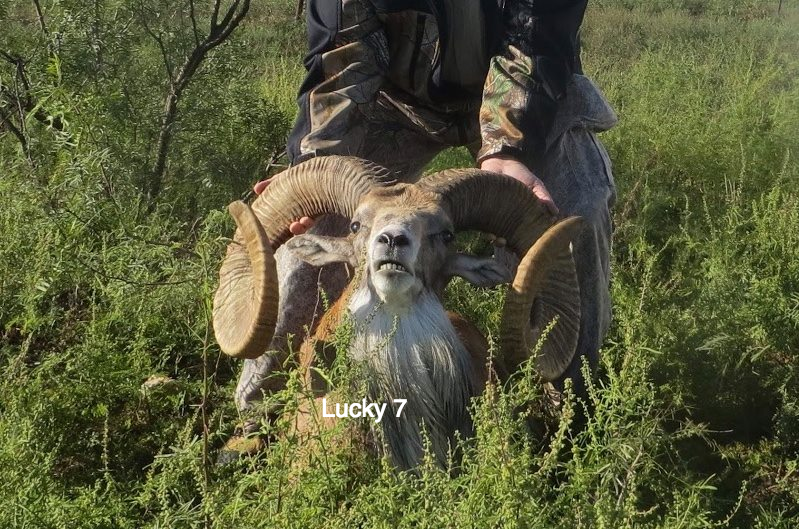 Trophy Ram Hunts Texas