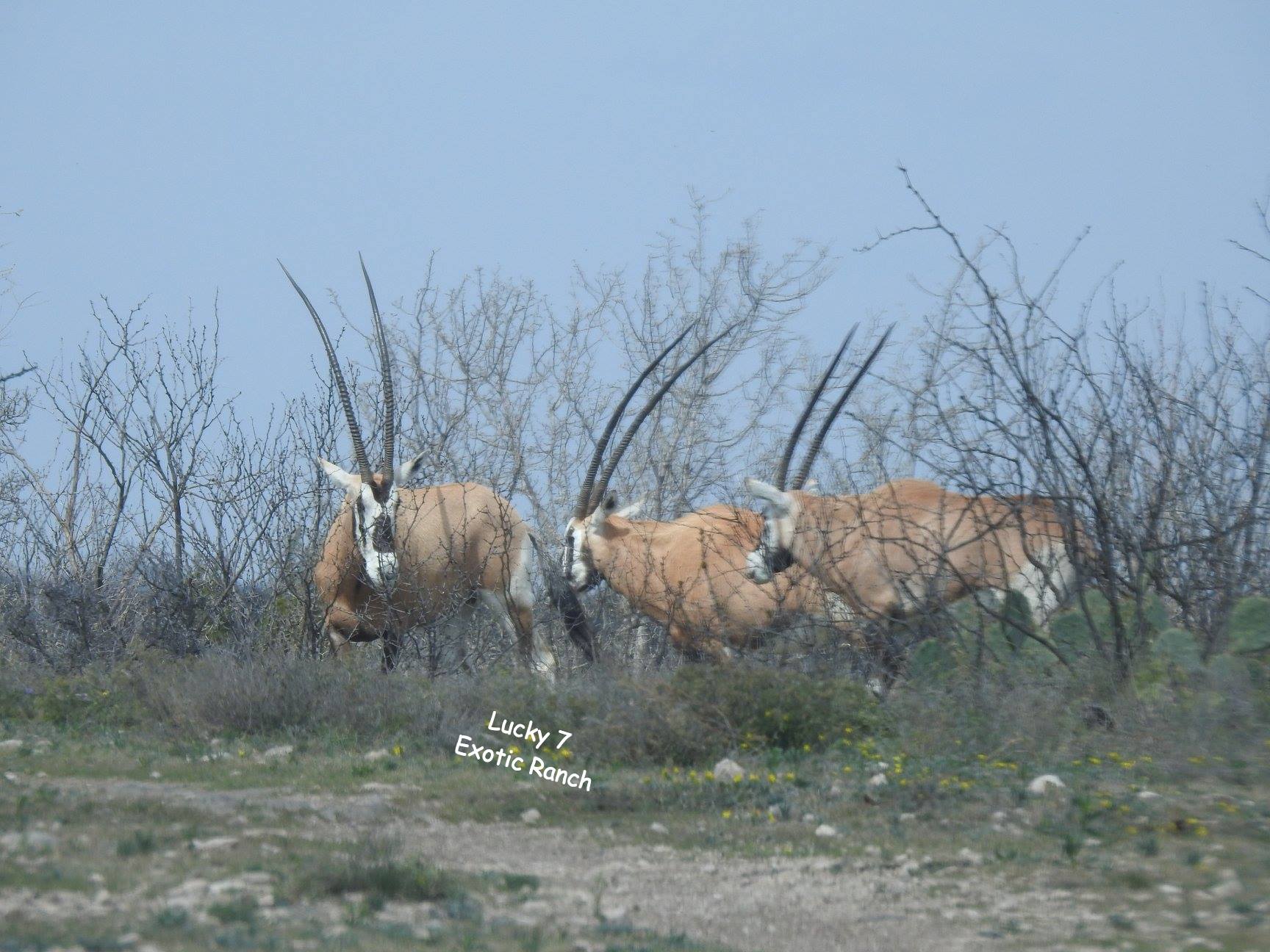 Oryx Hunts Texas