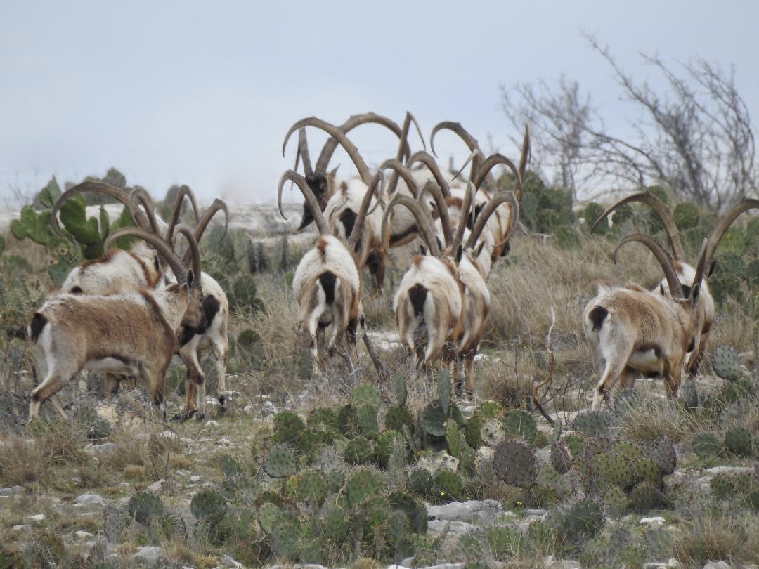 Ibex Hunting