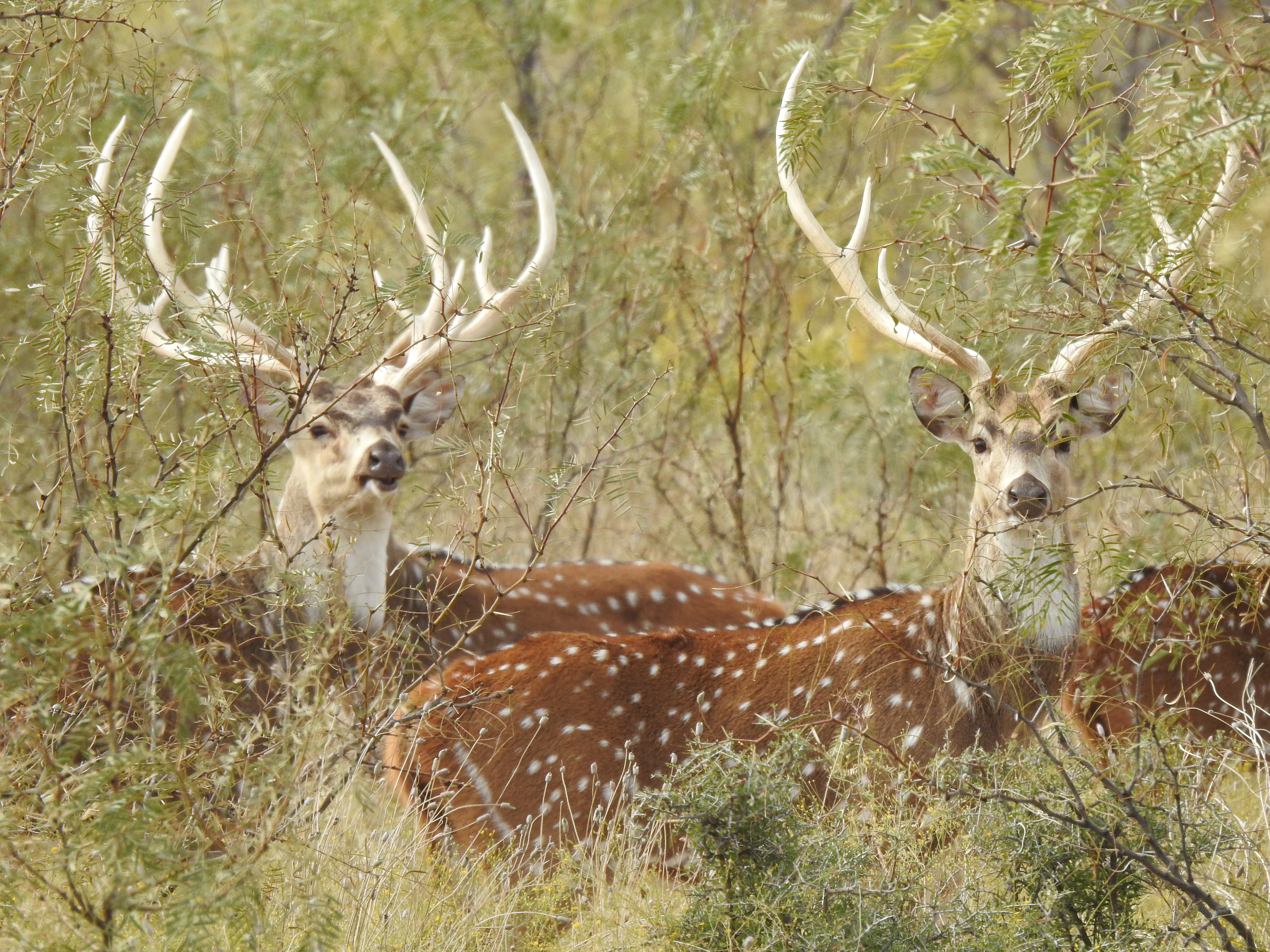 Axis Deer Hunts