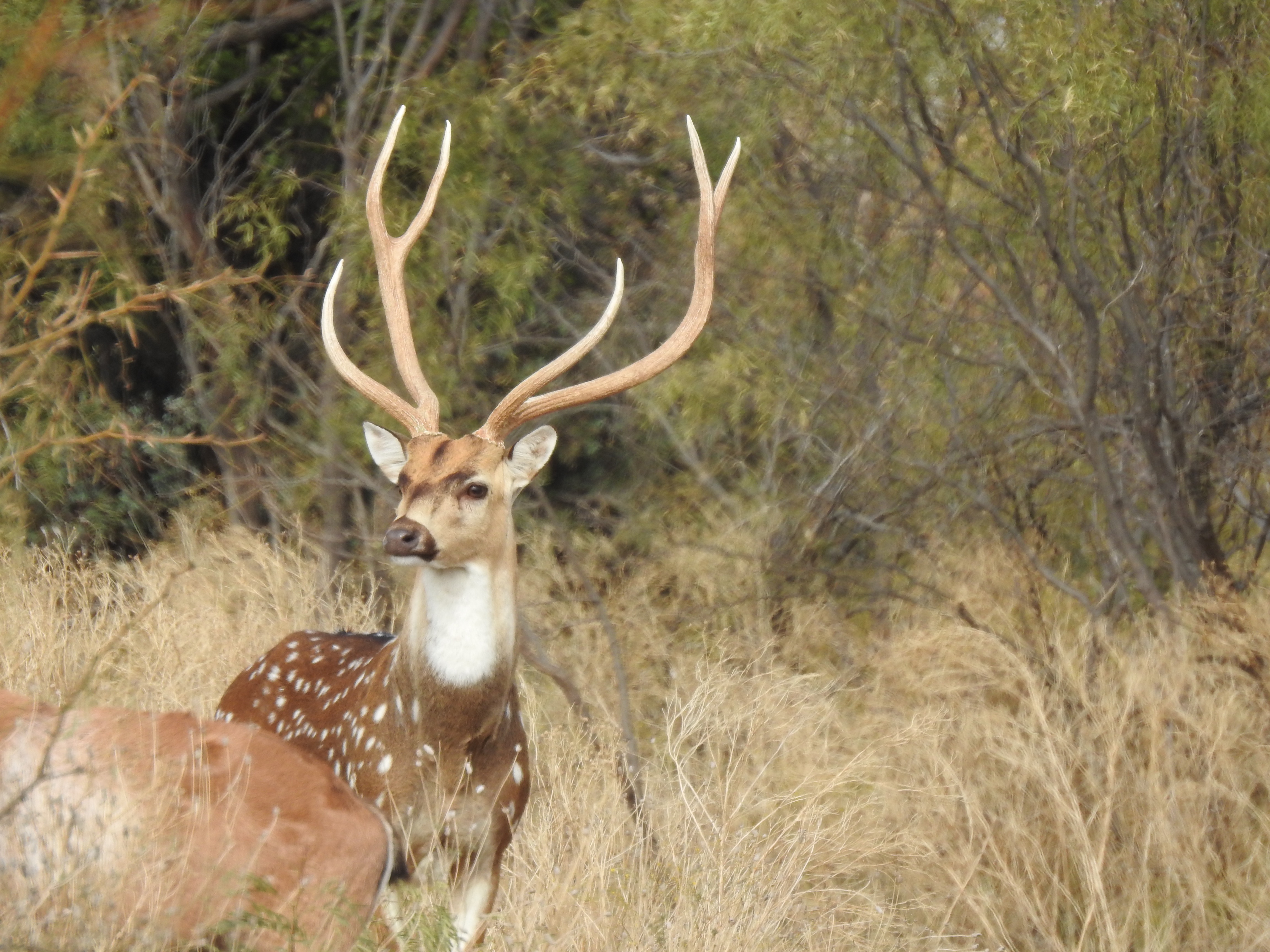 Axis Deer Hunts