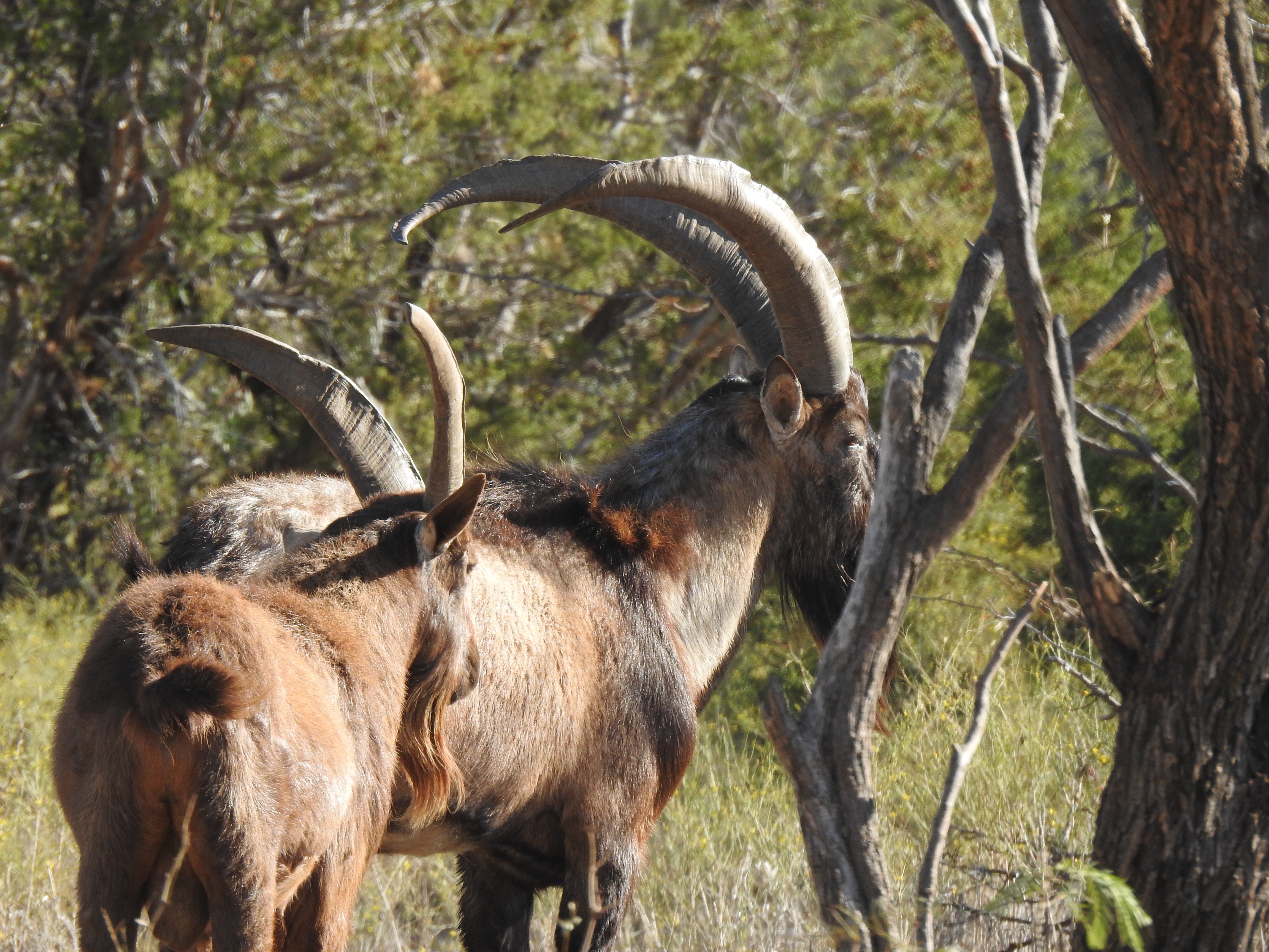 Ibex Hunts Texas