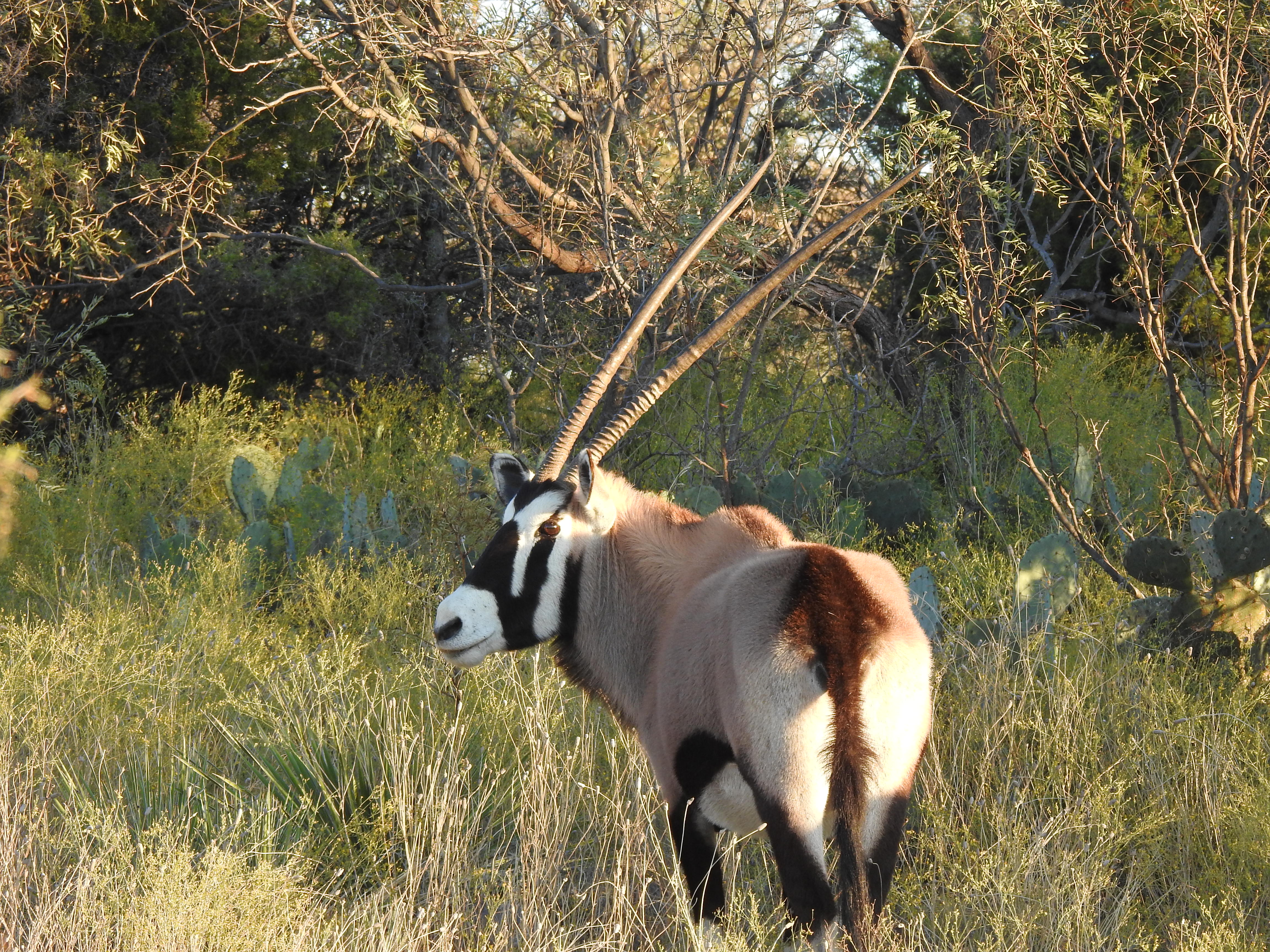 Oryx Hunts Texas