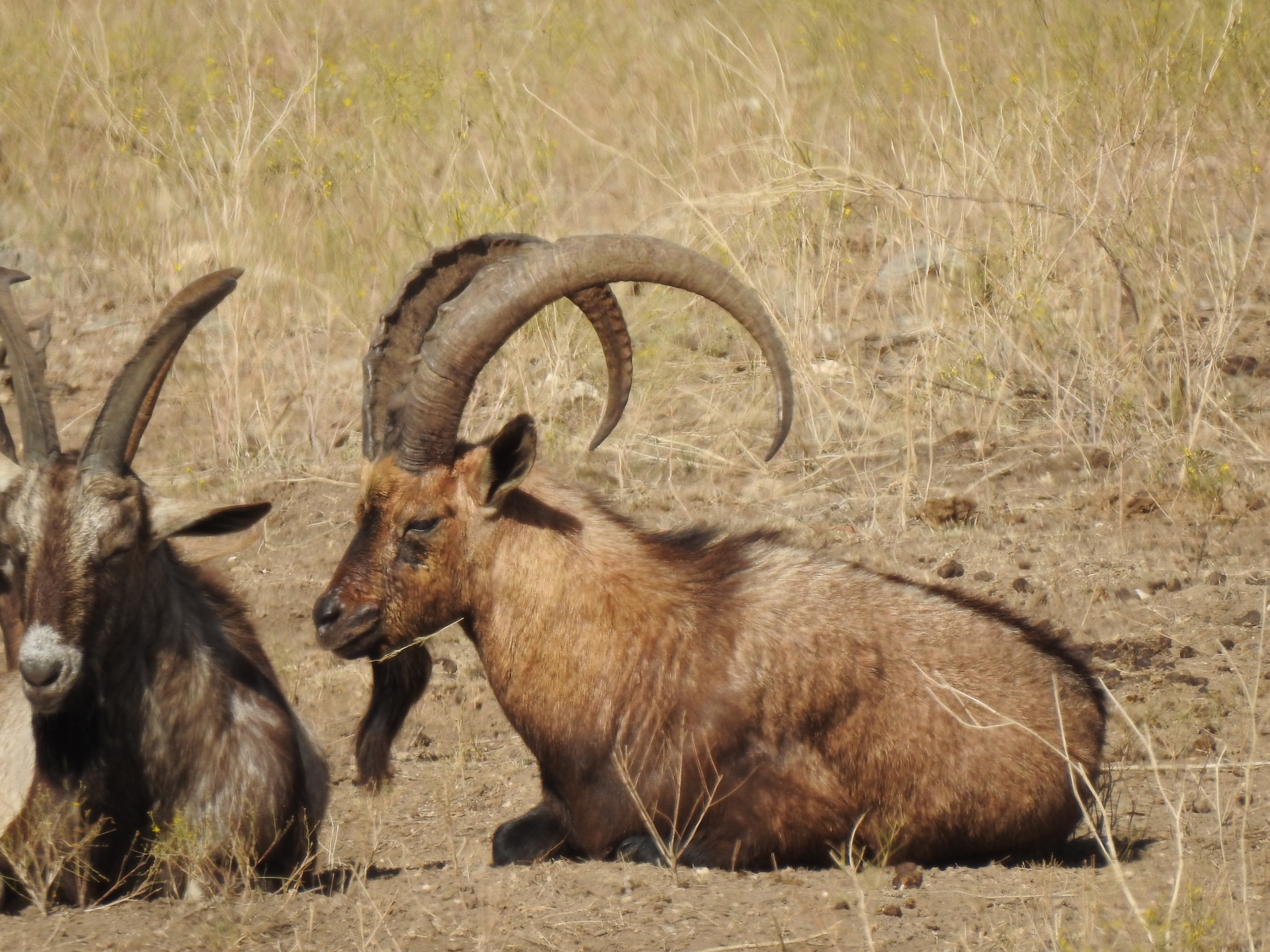 Ibex Hunts Texas