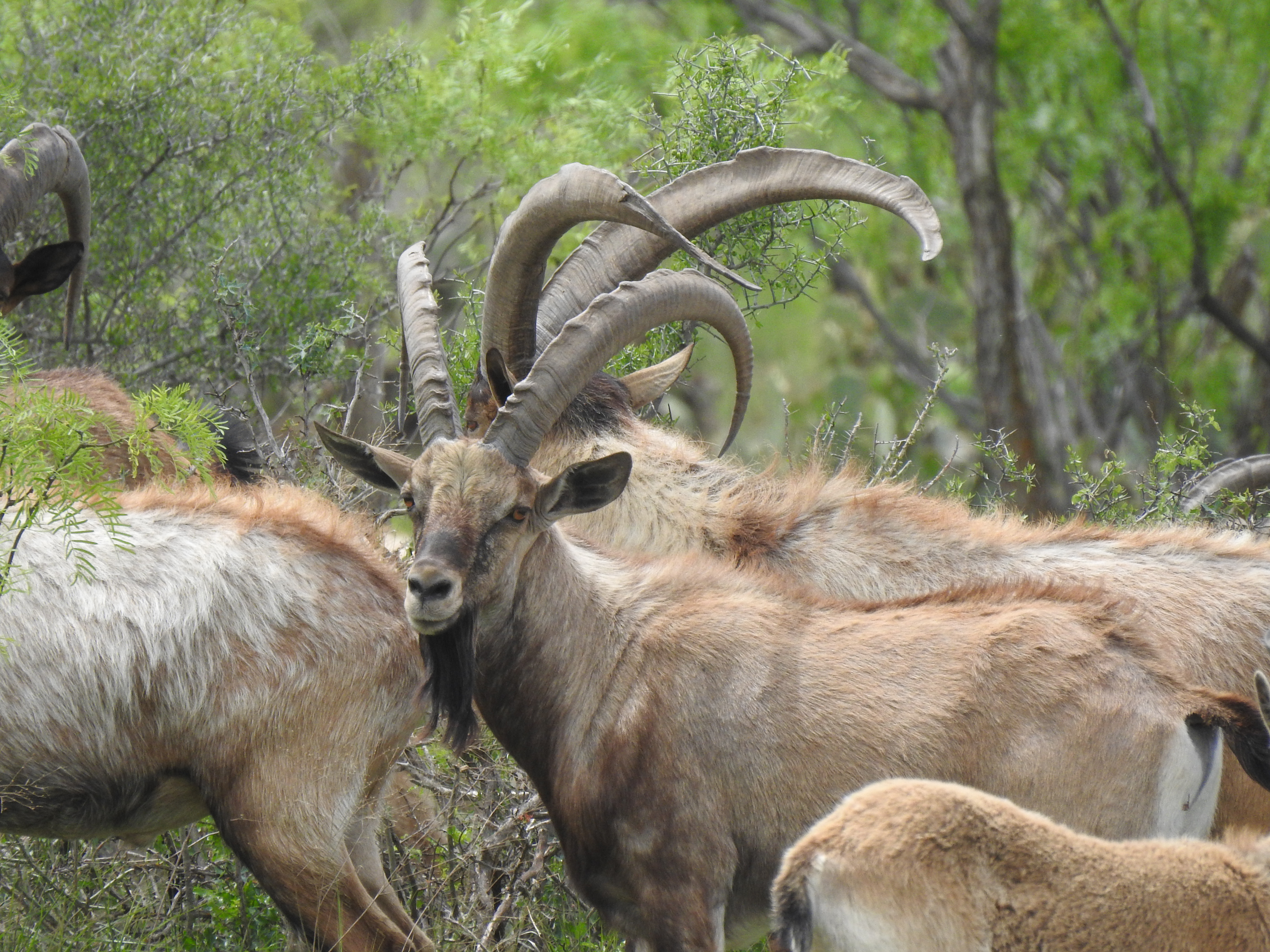 Ibex Hunts Texas