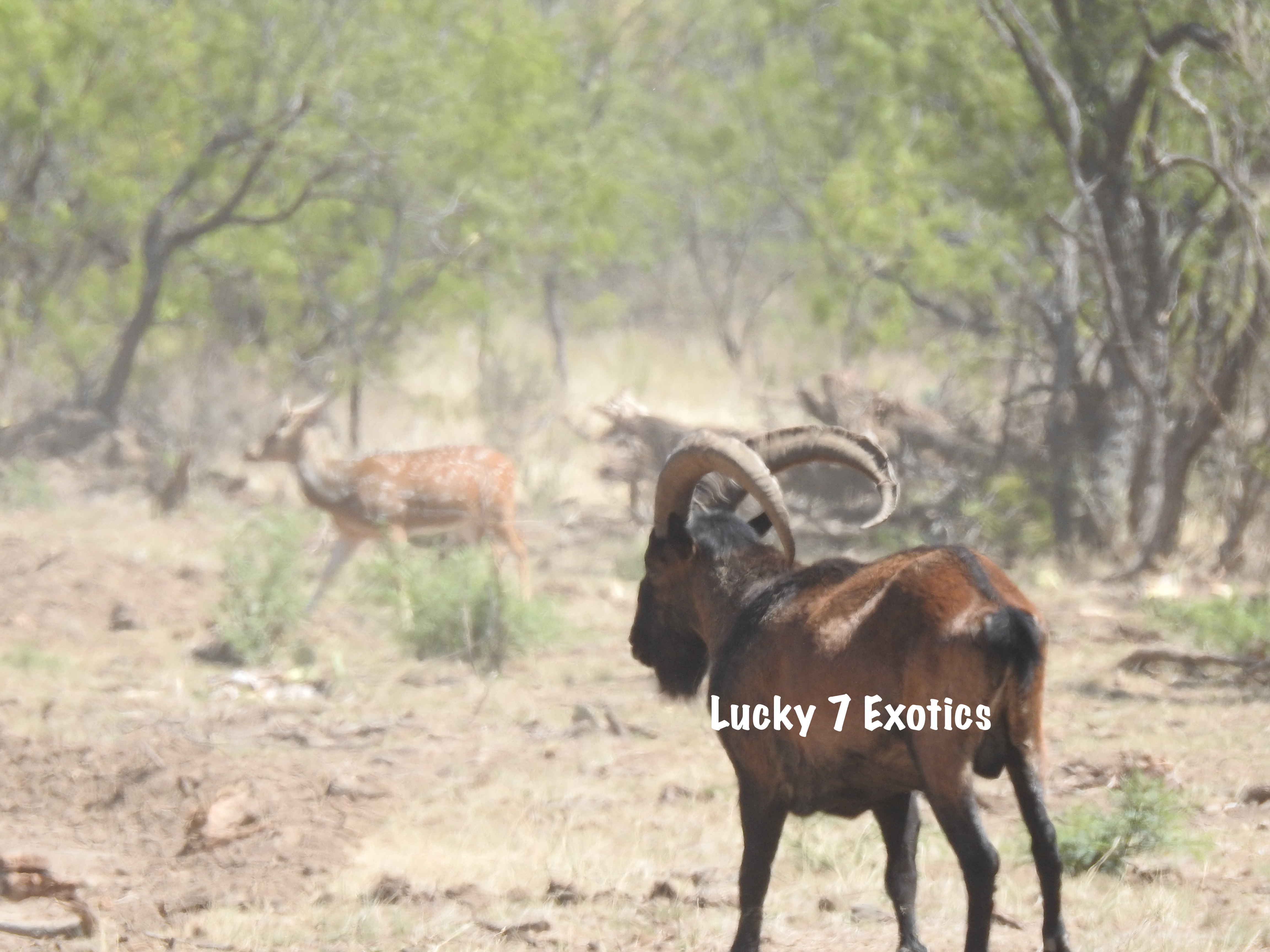 Ibex Hunts Texas