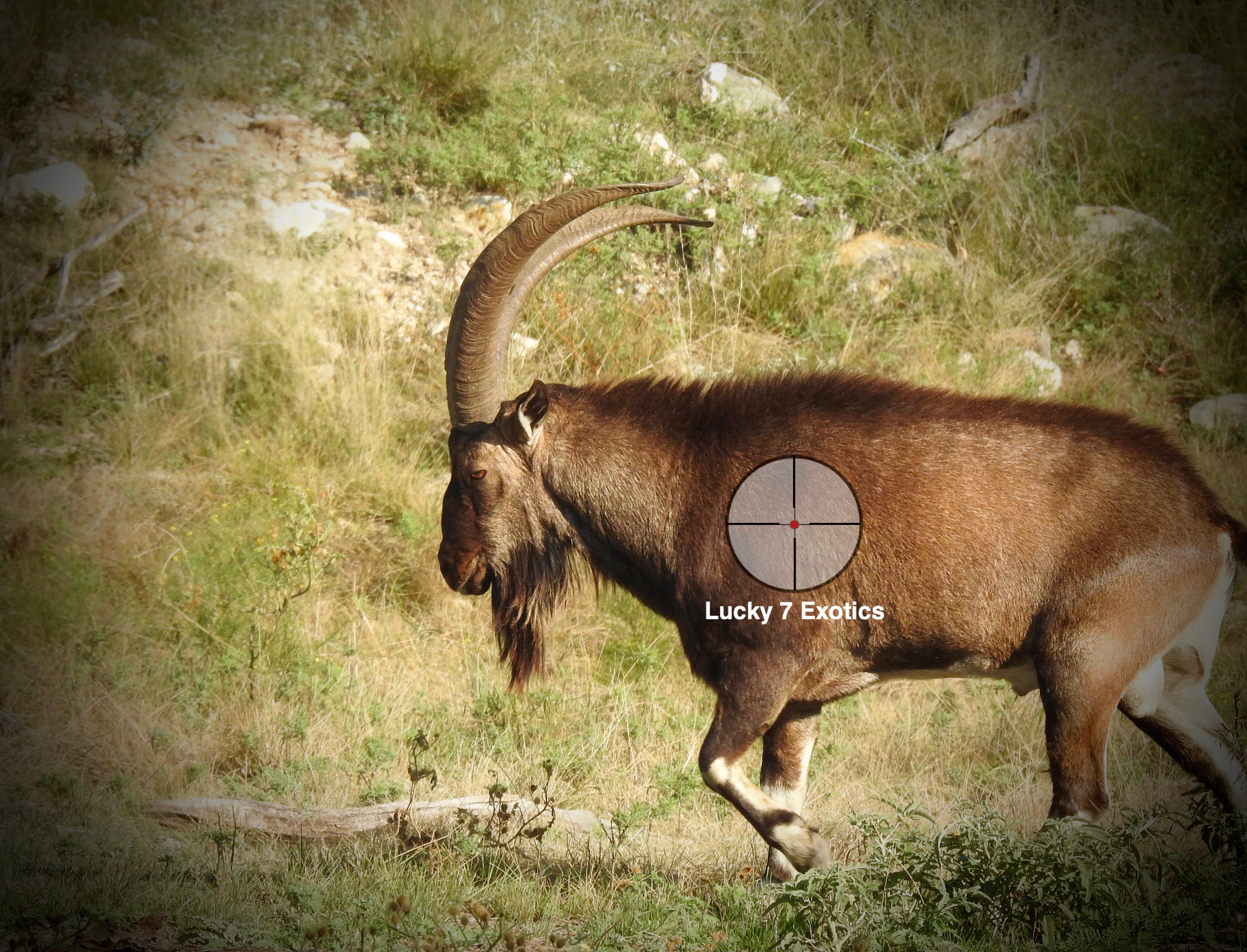 Ibex Hunts Texas