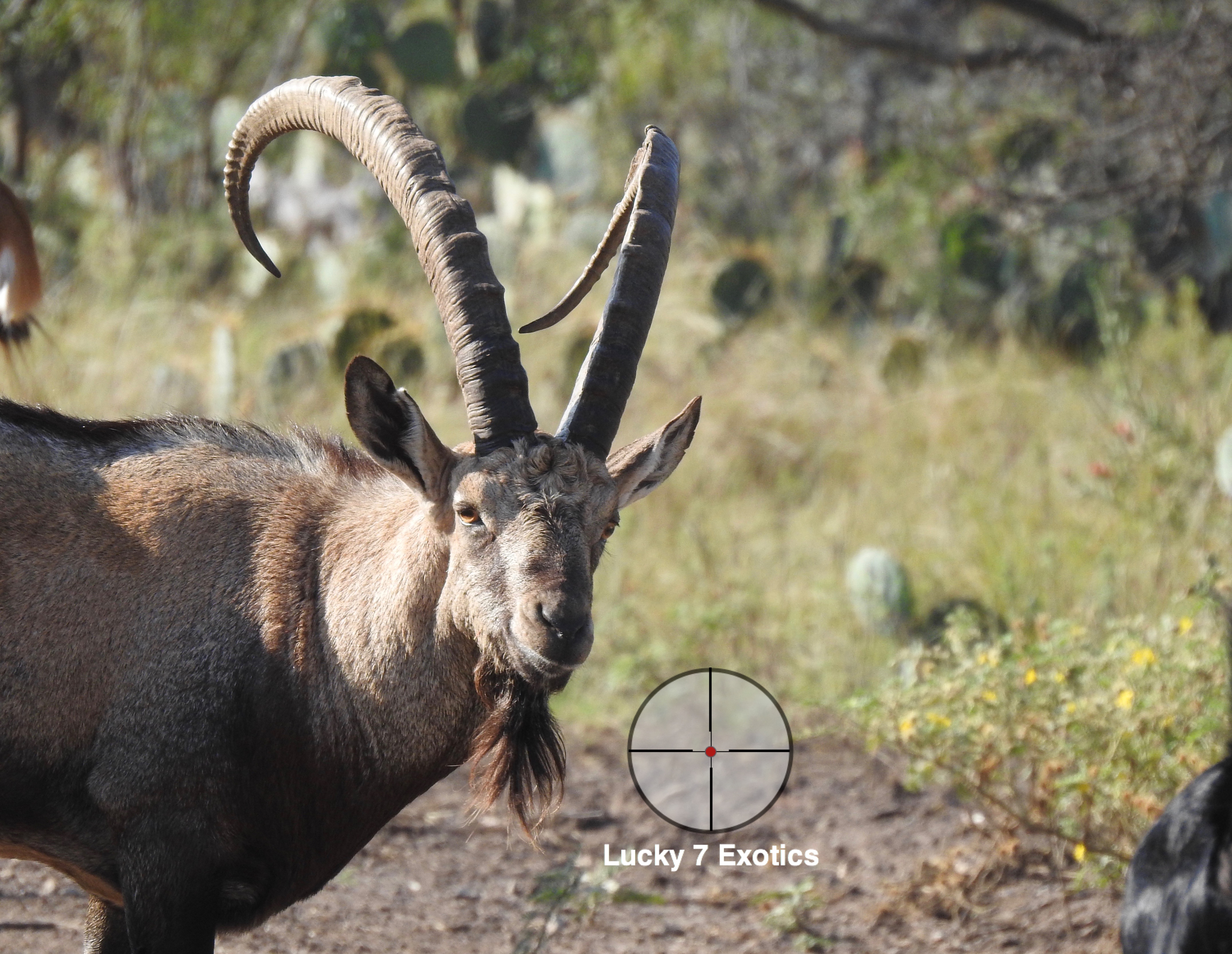 Ibex Hunts Texas