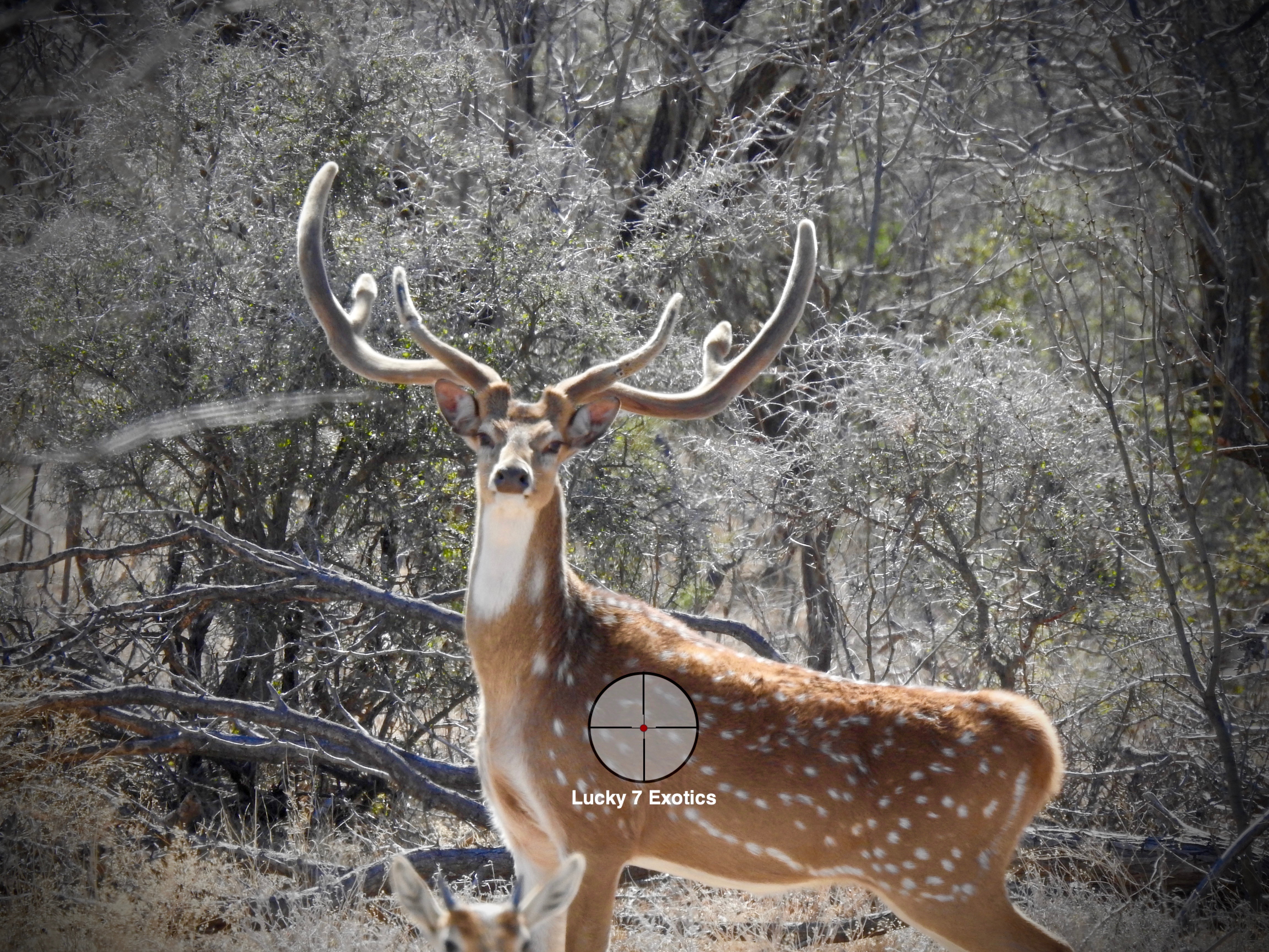 Axis Deer Hunts Texas