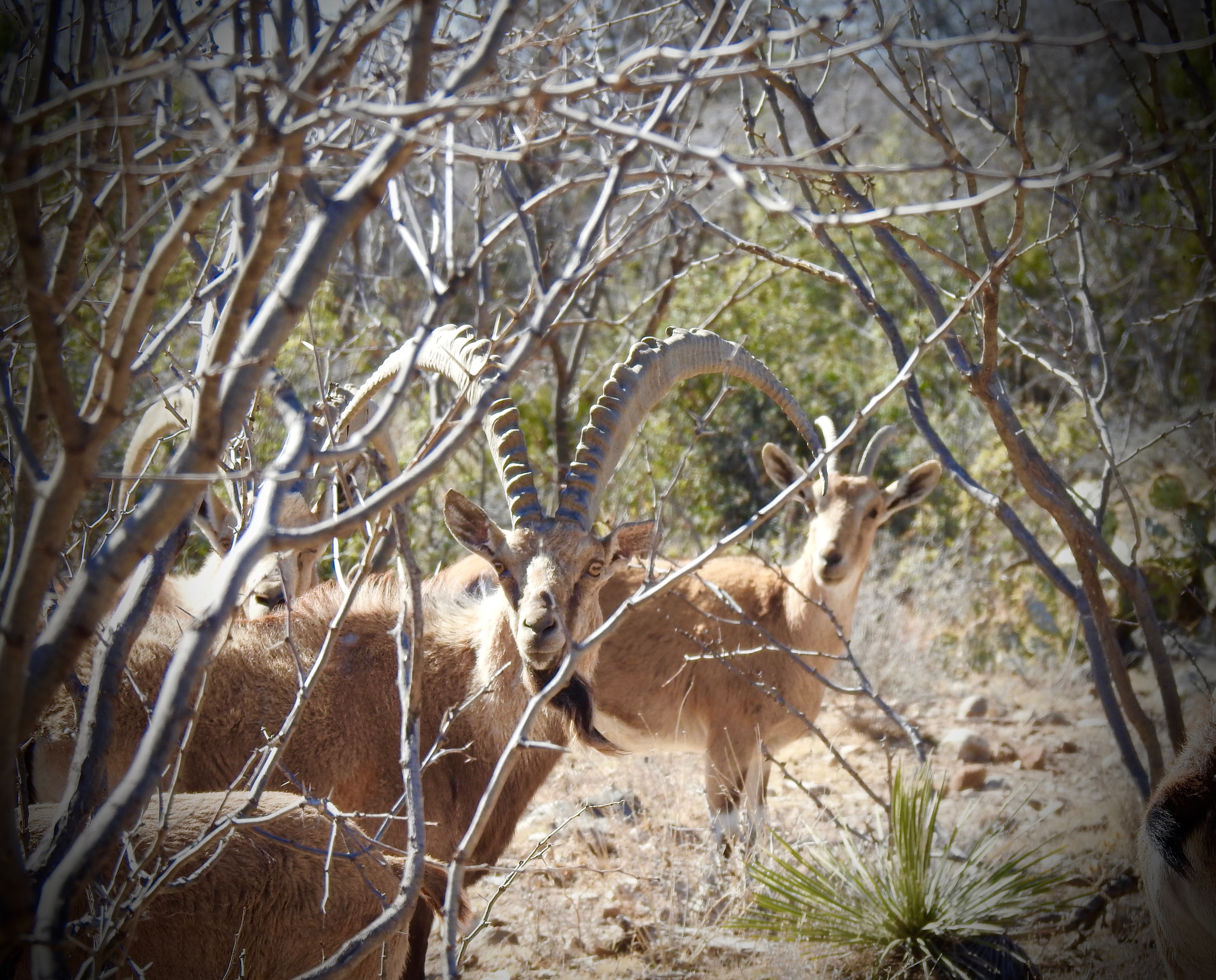 Ibex Hunts Texas