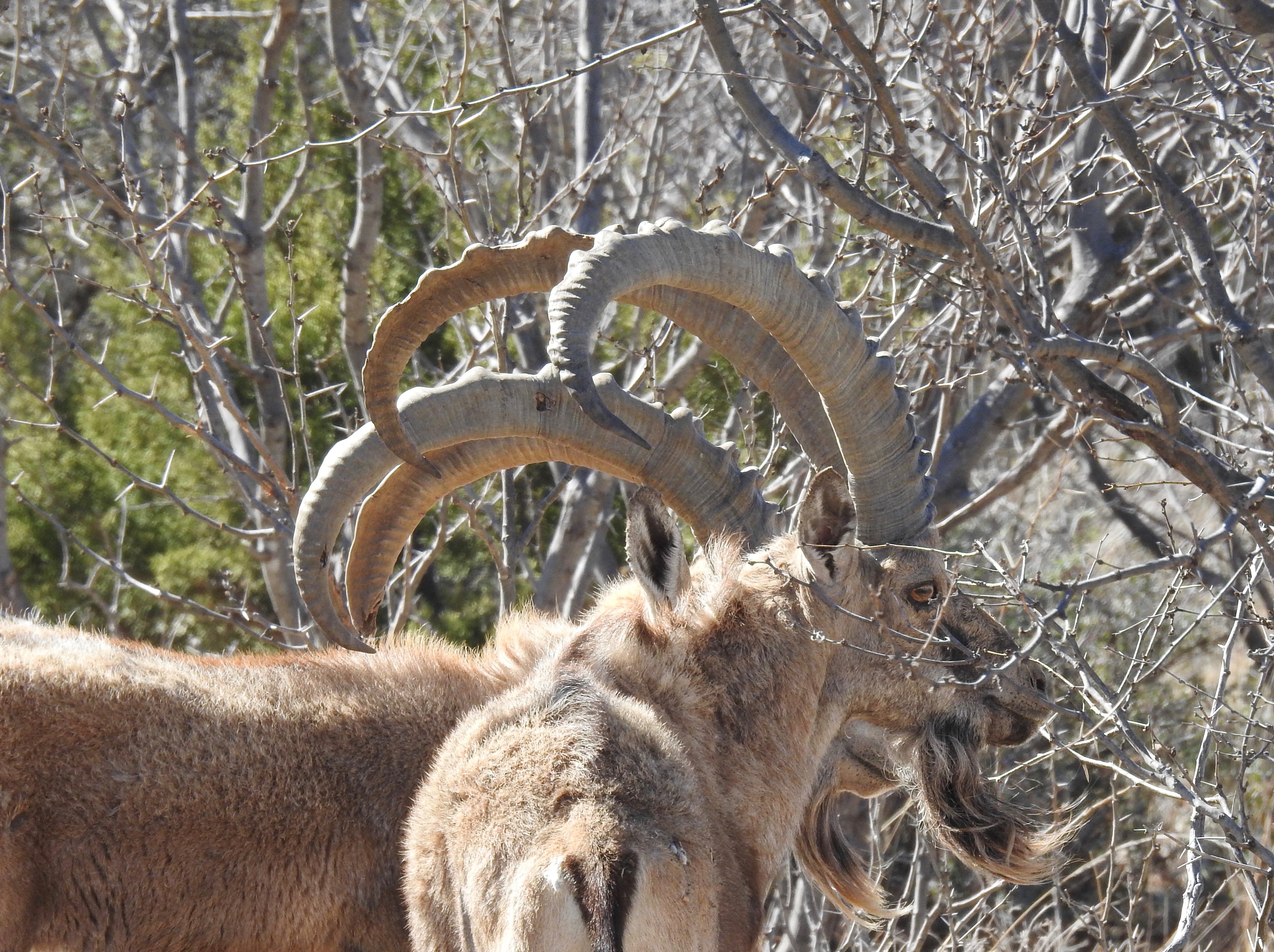 Ibex Hunts Texas