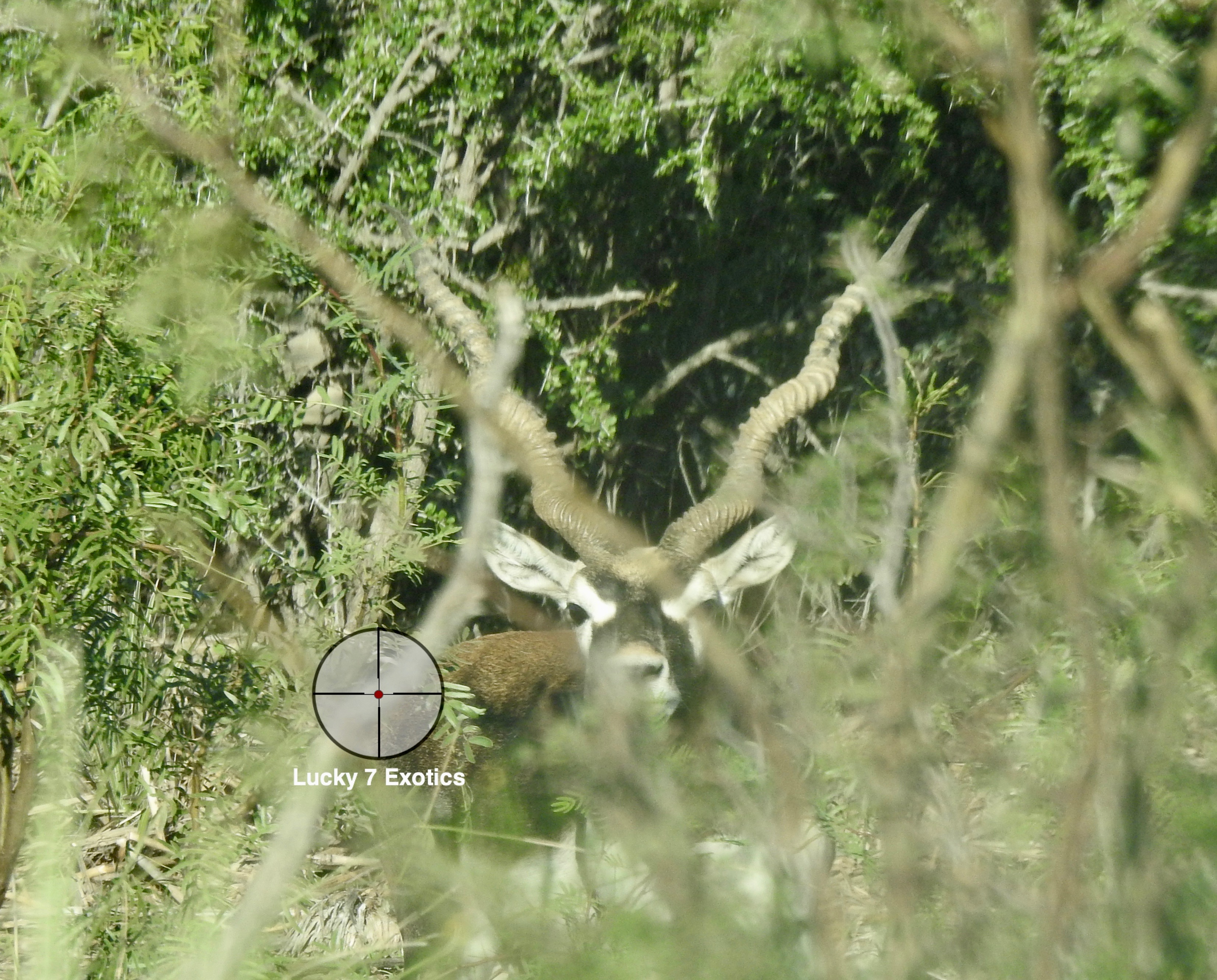 Blackbuck Hunts Texas