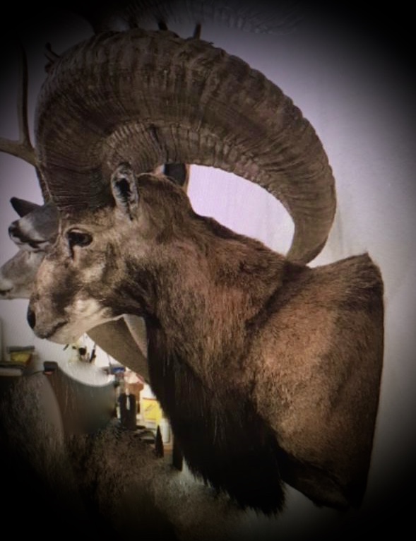 Trophy Ram Hunts Texas