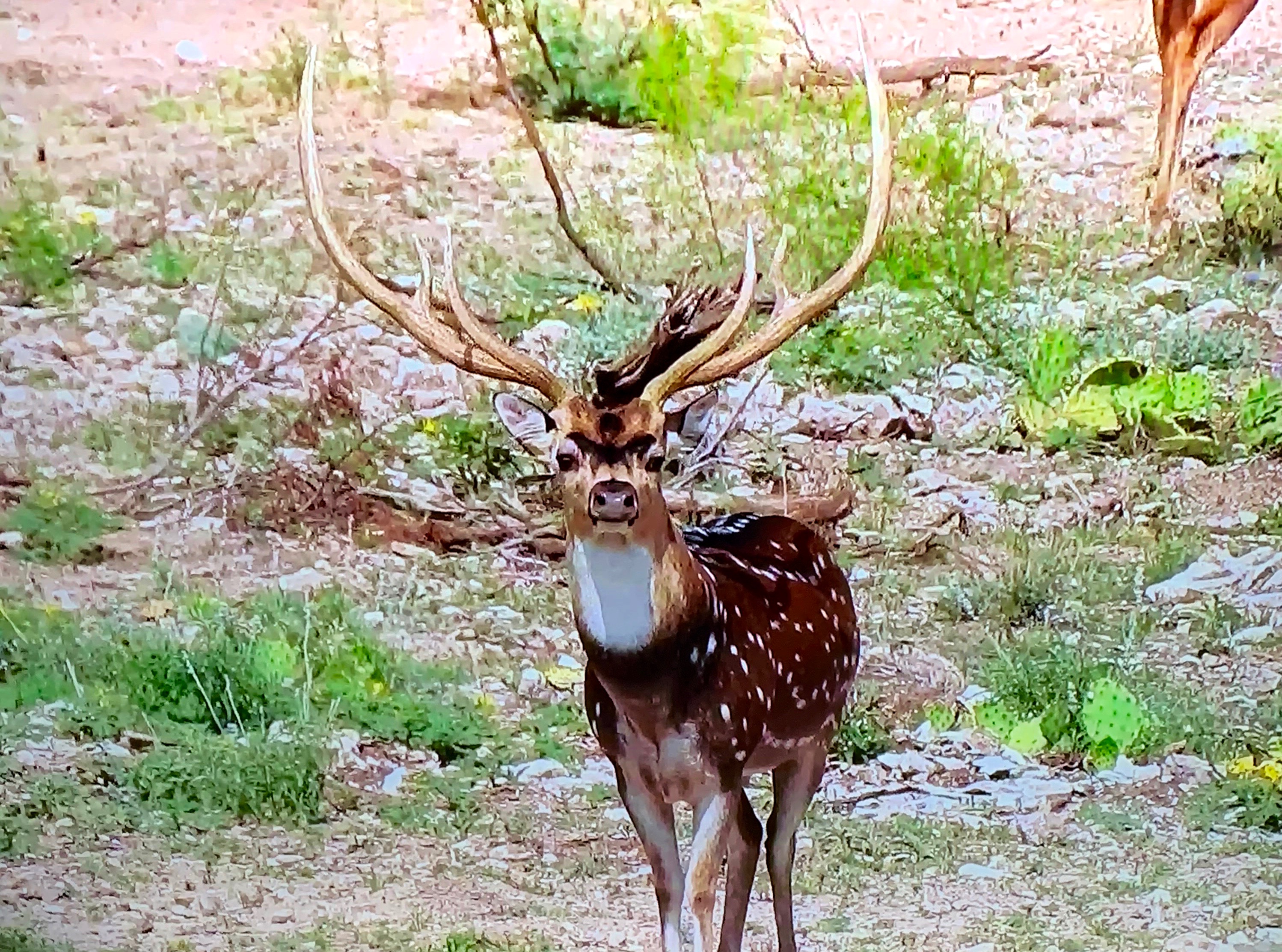 Axis Deer Hunts Texas