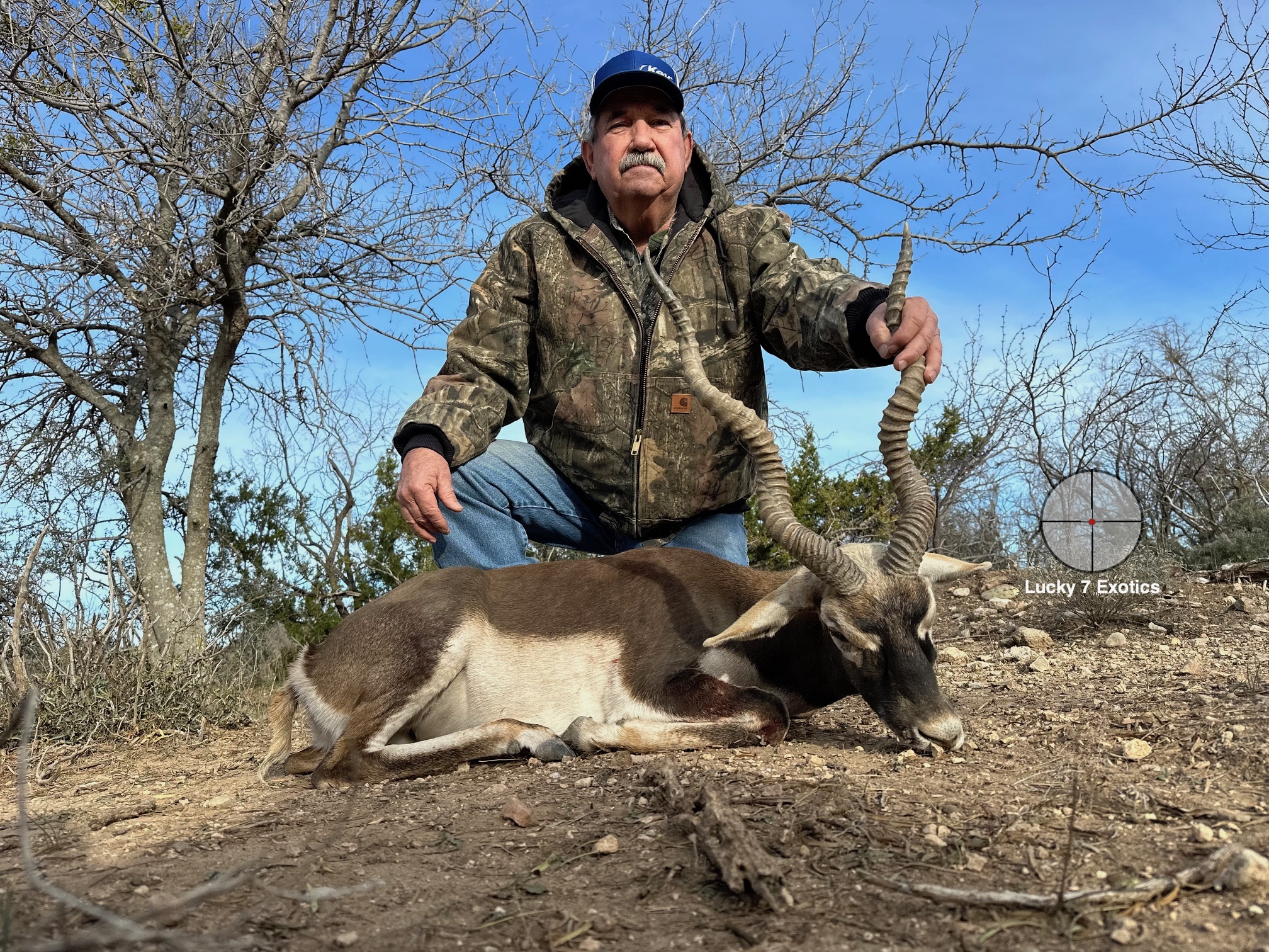 Blackbuck Hunts Texas