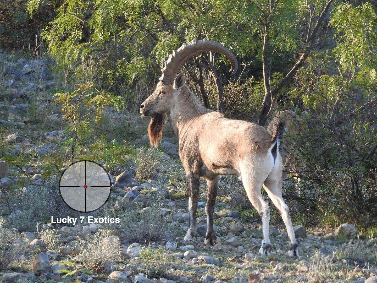 Ibex Hunts Texas