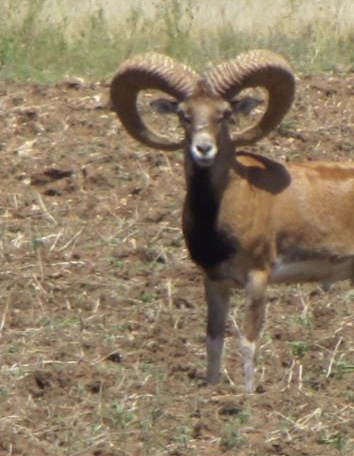 Trophy Ram Hunts Texas