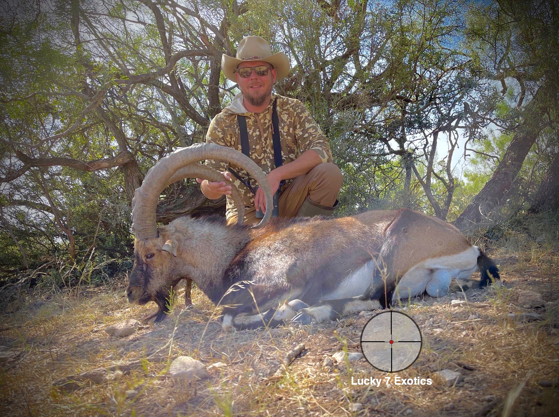 Ibex Hunts Texas