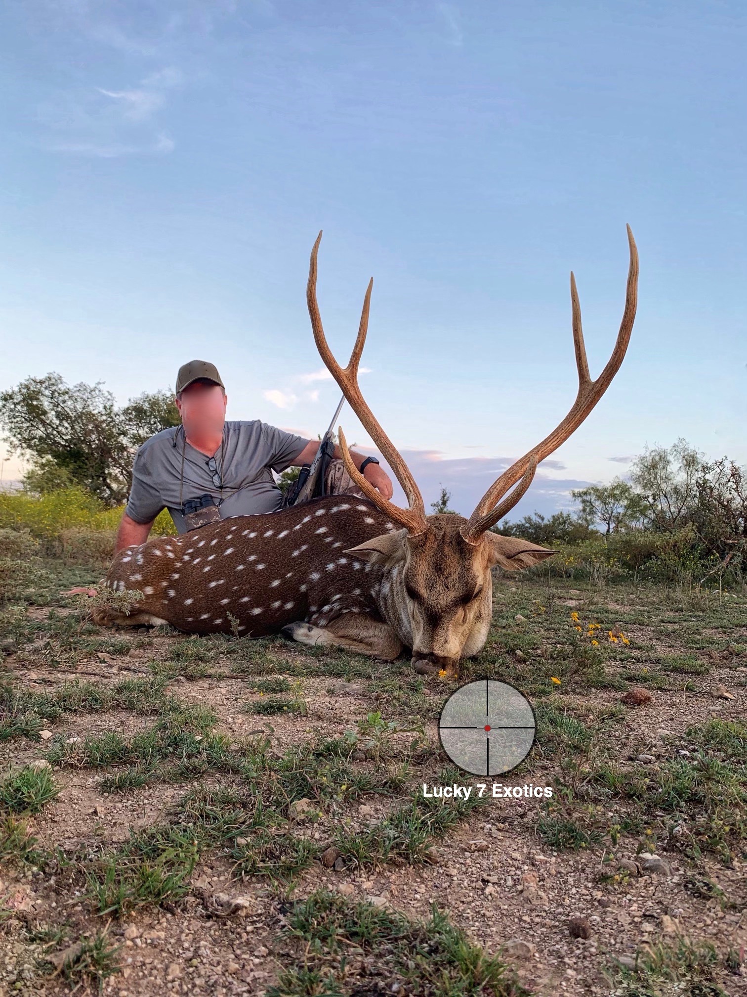 Axis Deer Hunts Texas