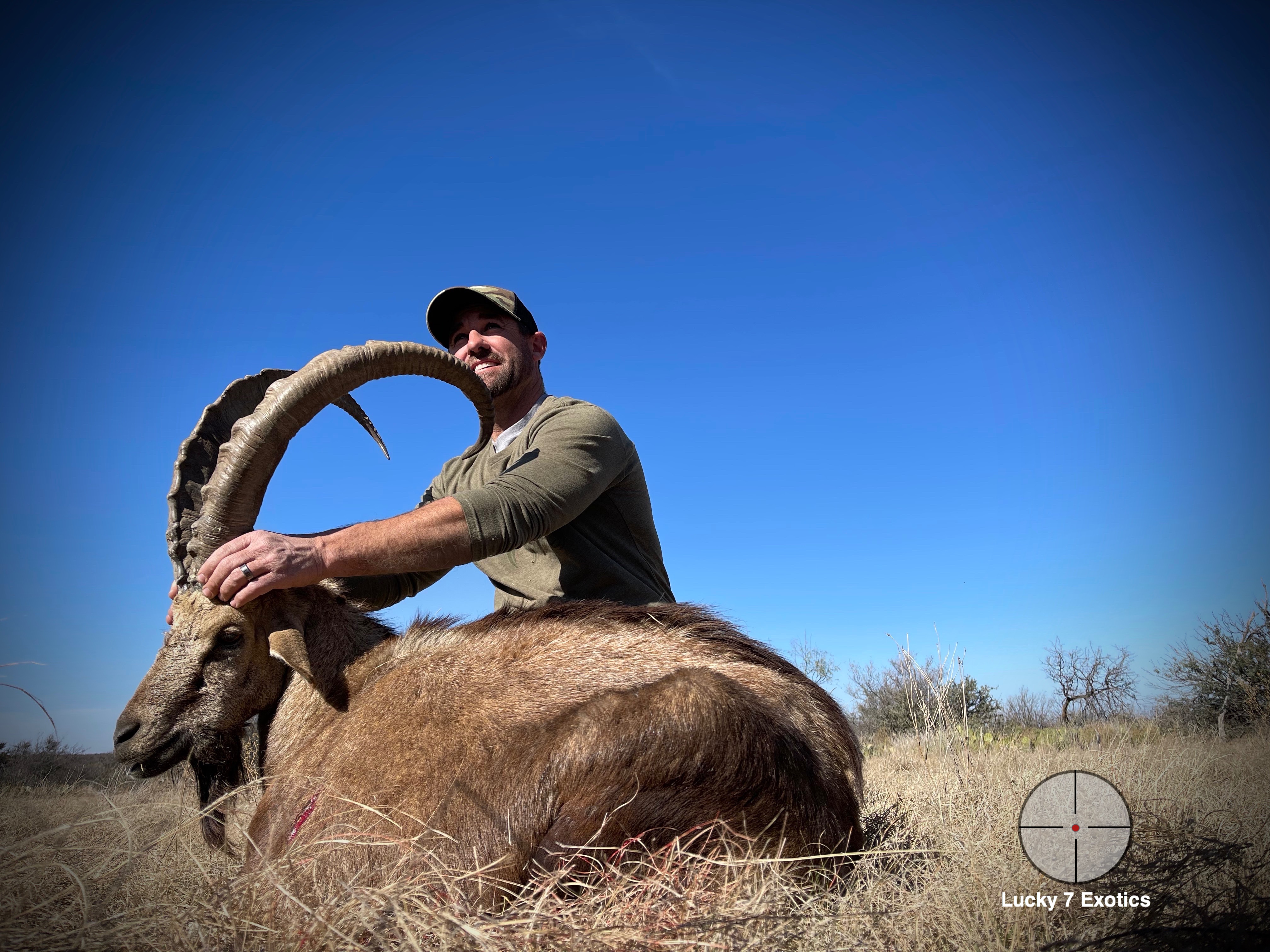 Ibex Hunts Texas