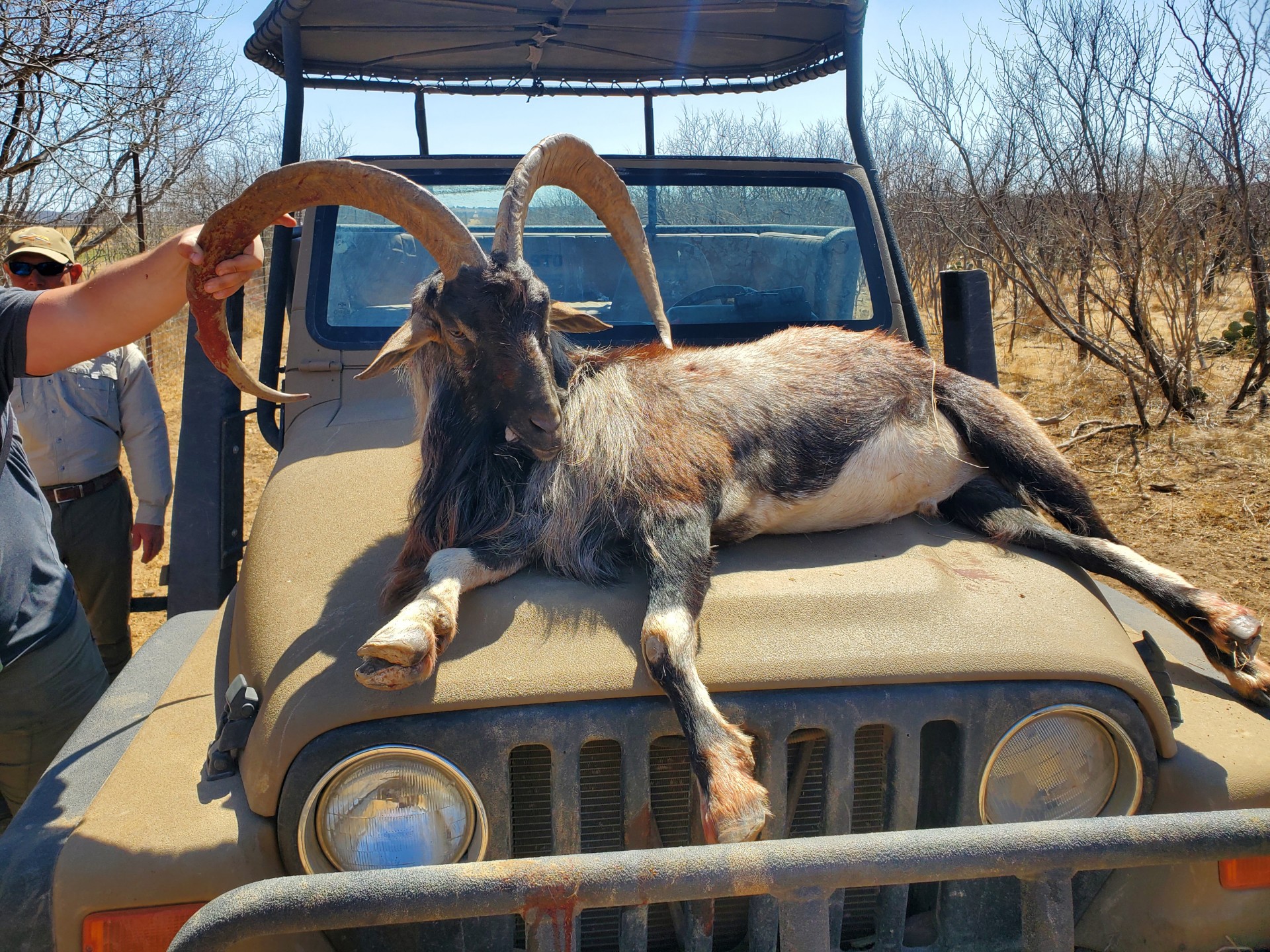 Ibex Hunts Texas