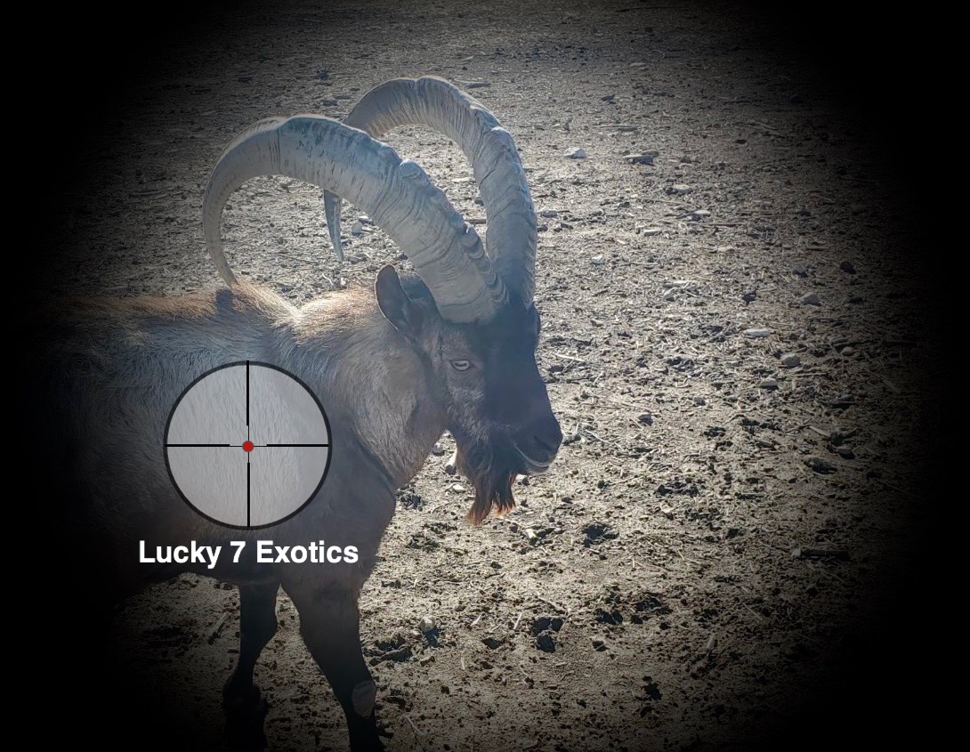 Ibex Hunts Texas