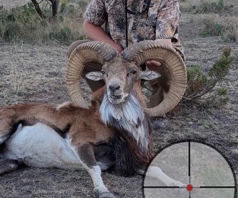 Trophy Ram Hunts Texas