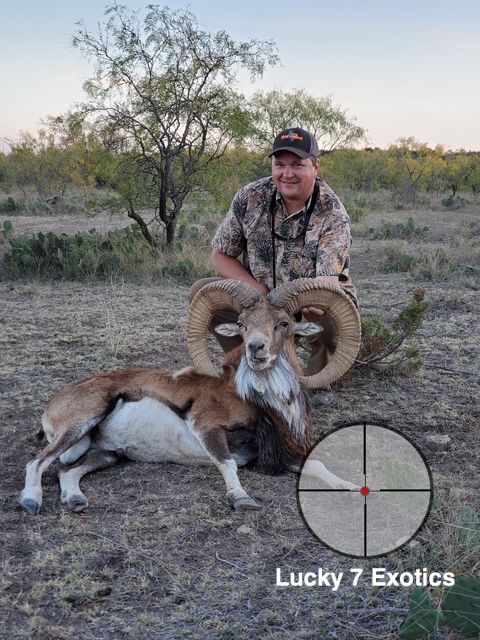 Trophy Ram Hunts Texas