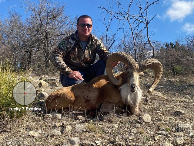 Trophy Ram Hunts Texas