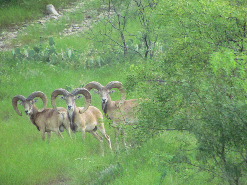 Trophy Ram Hunts Texas