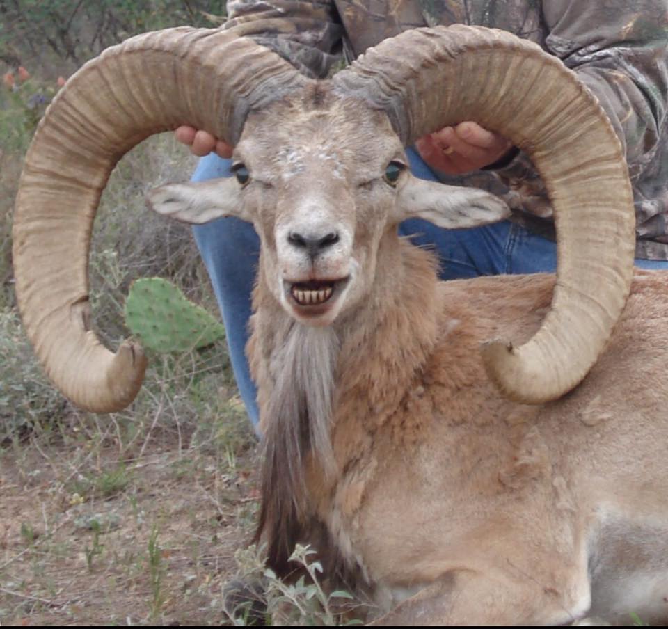 Trophy Ram Hunts Texas