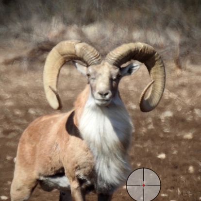 Trophy Ram Hunts Texas