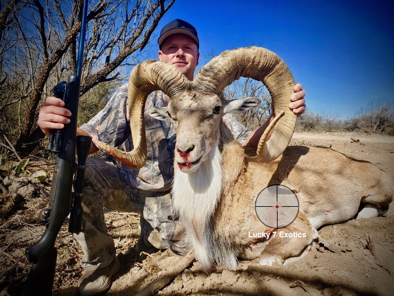 Trophy Ram Hunts Texas