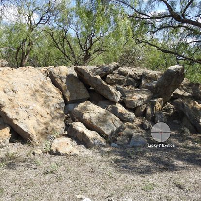 Aoudad Hunts