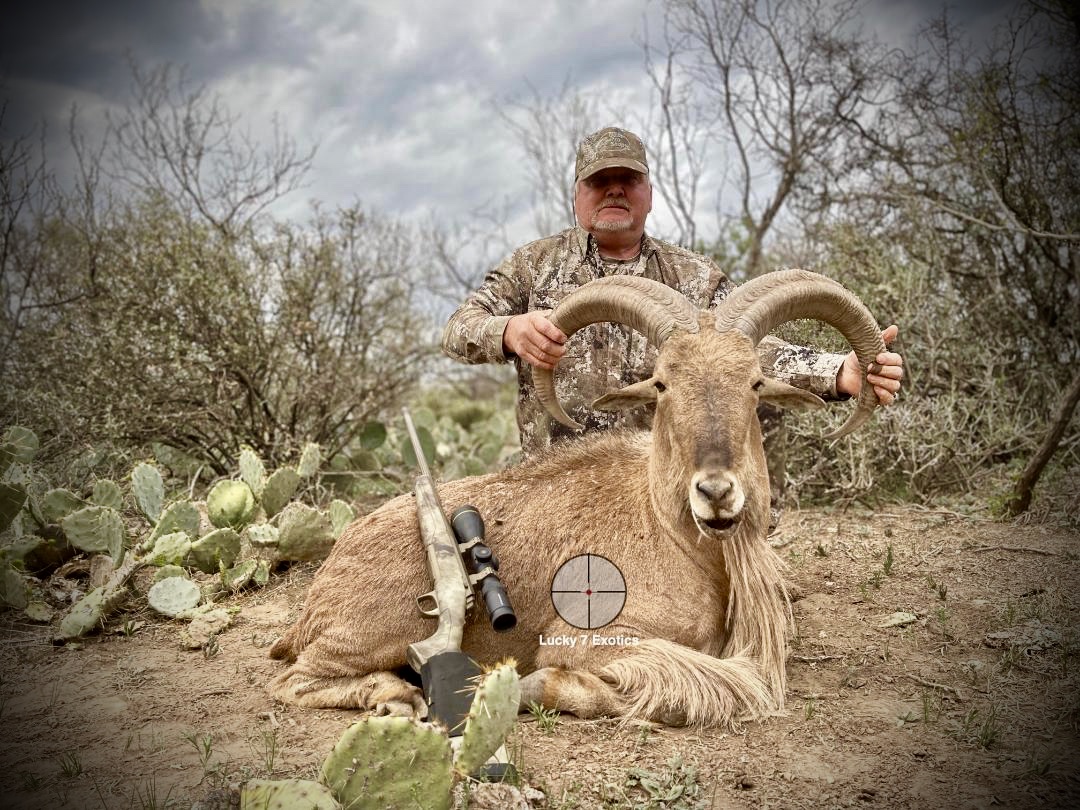 Aoudad Hunts